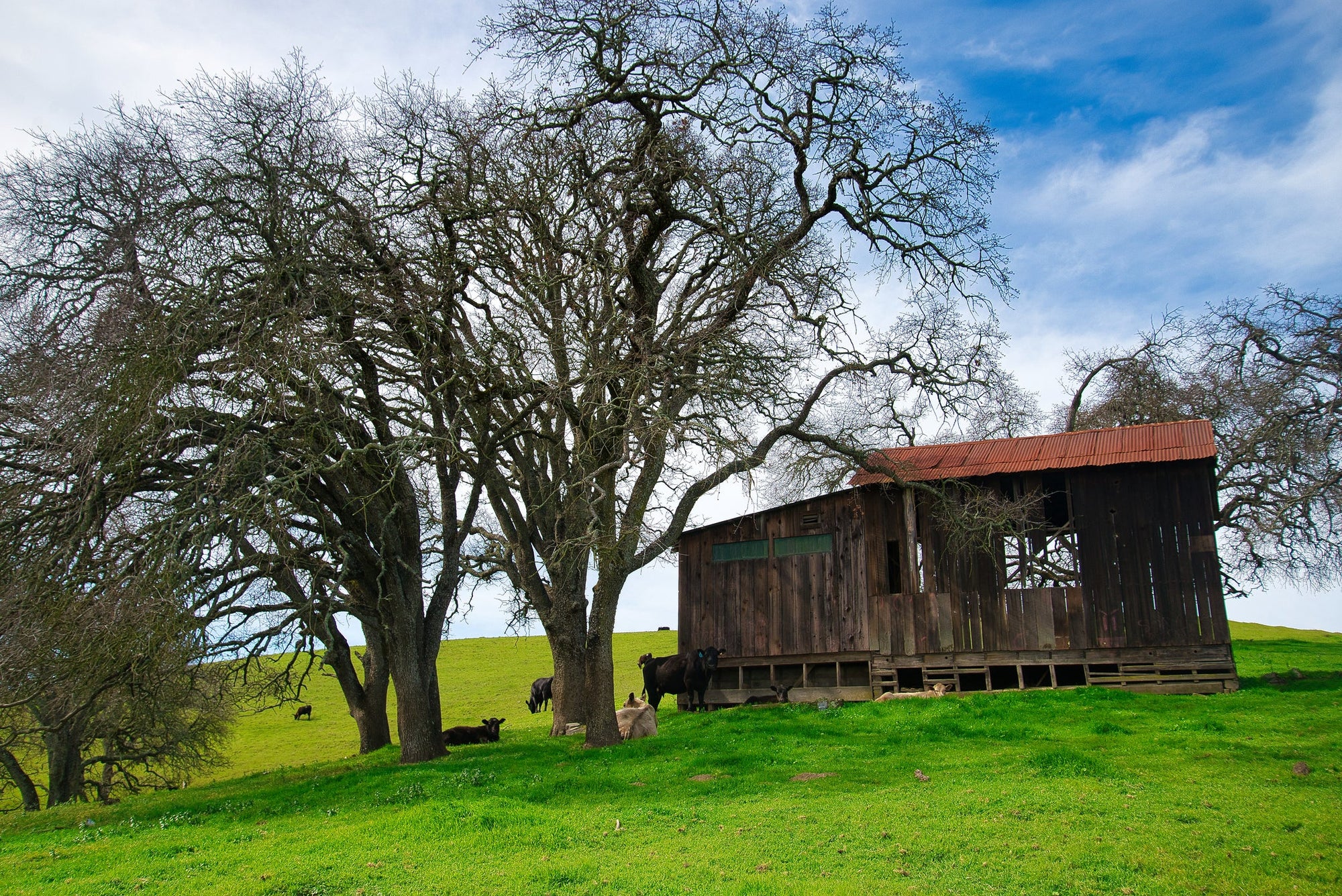 Signature Tallow Line